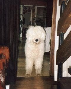Komondor