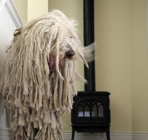 Komondor