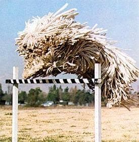 Komondor
