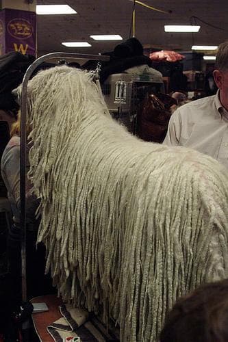 Komondor