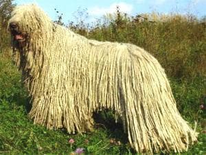 Komondor