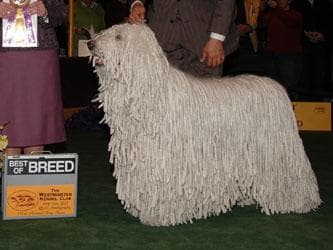 Komondor