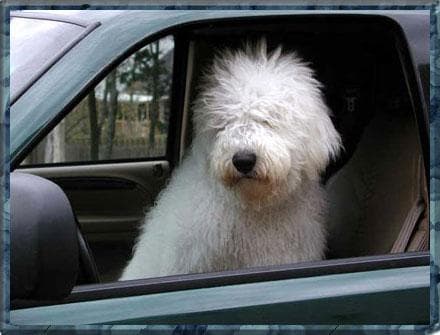 Komondor