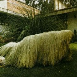 Komondor