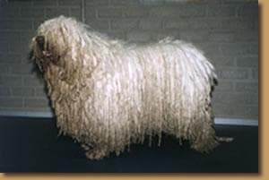 Komondor