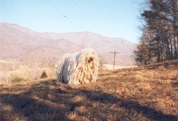 Komondor