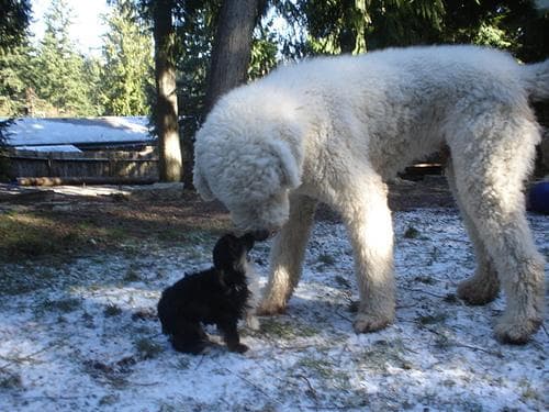 Komondor
