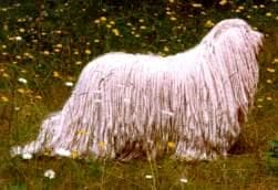 Komondor