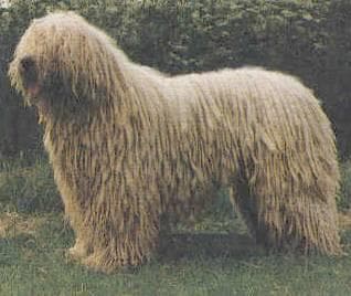 Komondor