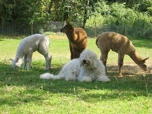 Komondor