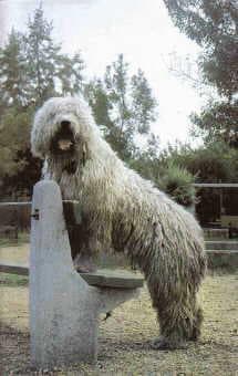 Komondor