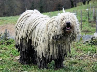 Komondor