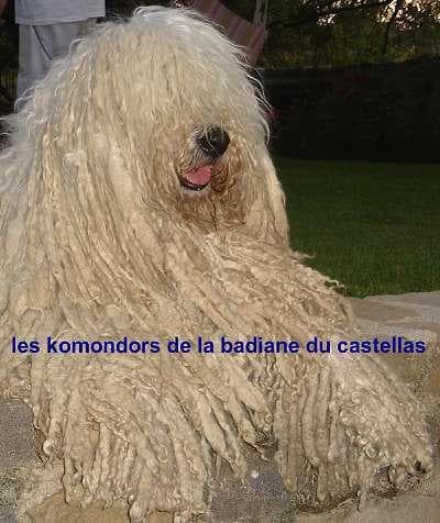 Komondor