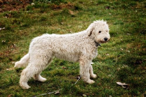 Komondor