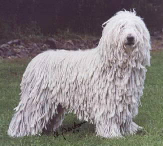 Komondor