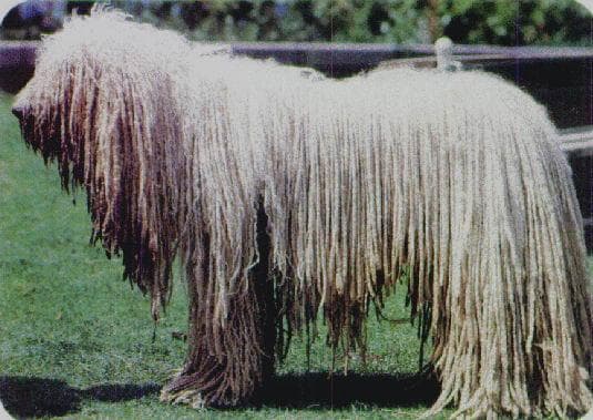 Komondor