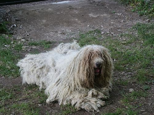 Komondor
