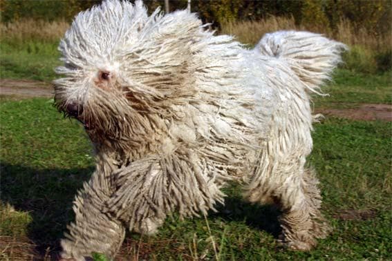 Komondor