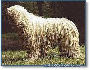 Komondor
