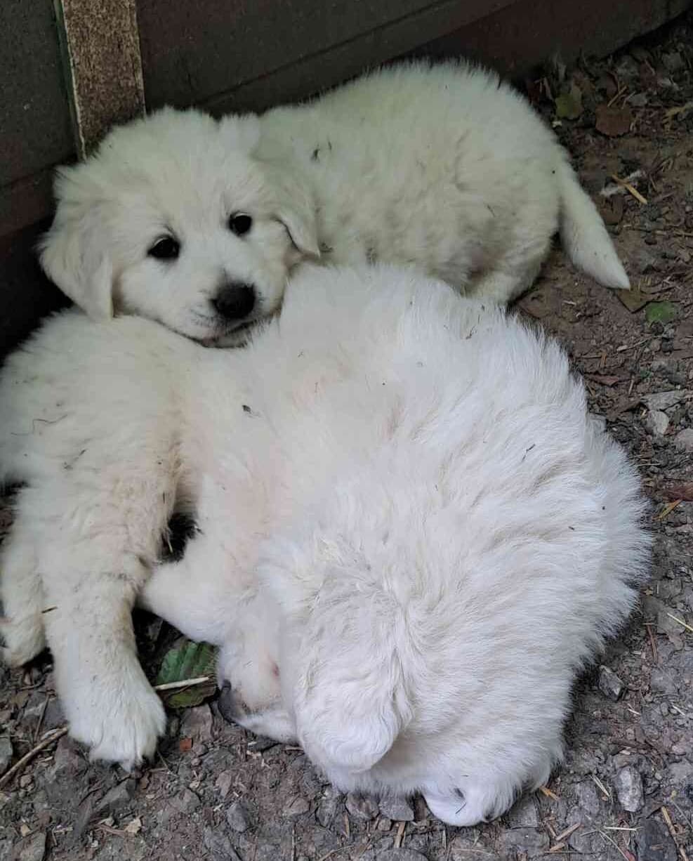 Kuvasz
