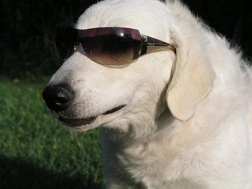 Kuvasz
