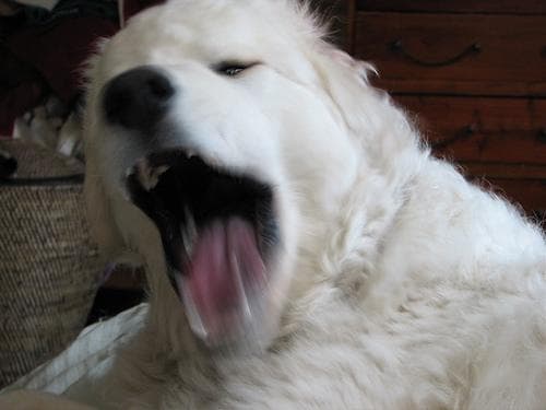 Kuvasz