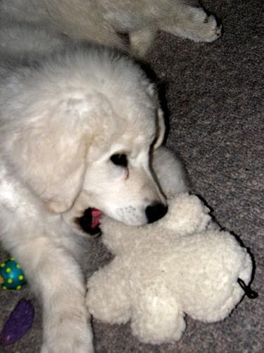 Kuvasz