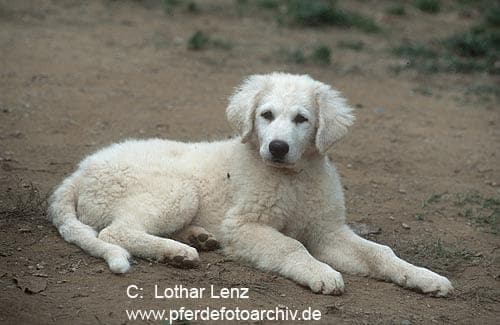 Kuvasz