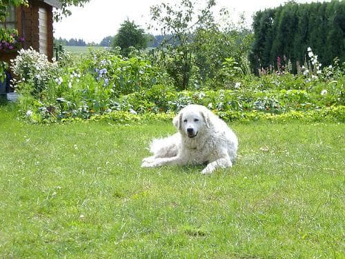 Kuvasz