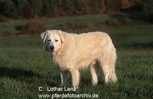 Kuvasz