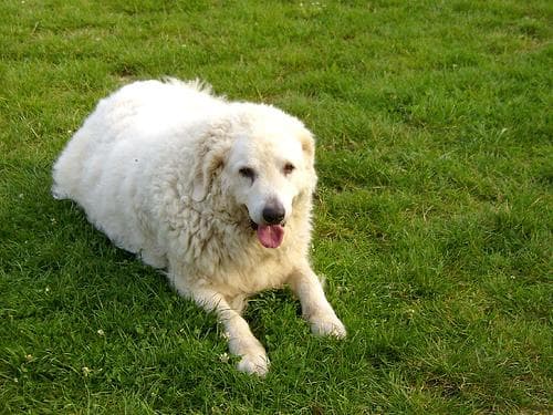 Kuvasz