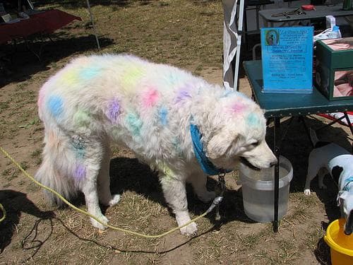 Kuvasz