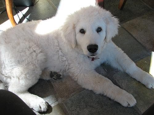 Kuvasz