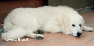 Kuvasz