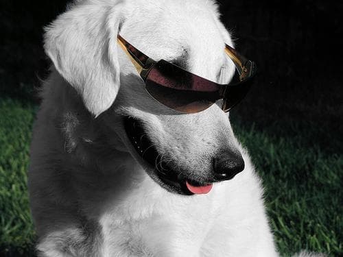 Kuvasz