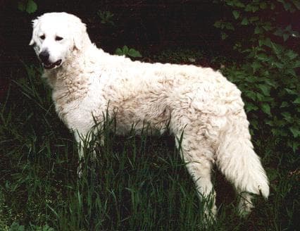 Kuvasz