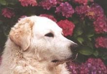 Kuvasz