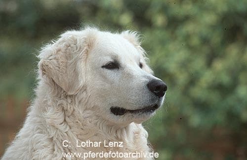 Kuvasz
