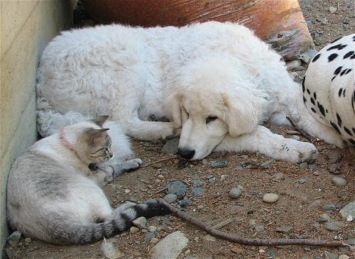 Kuvasz