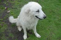 Kuvasz