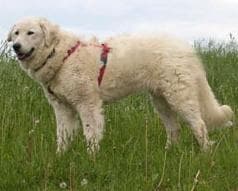 Kuvasz