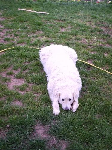 Kuvasz