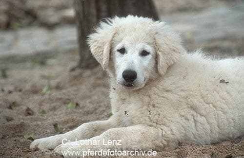 Kuvasz
