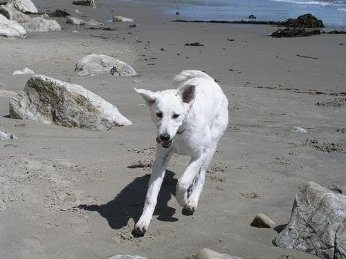 Kuvasz