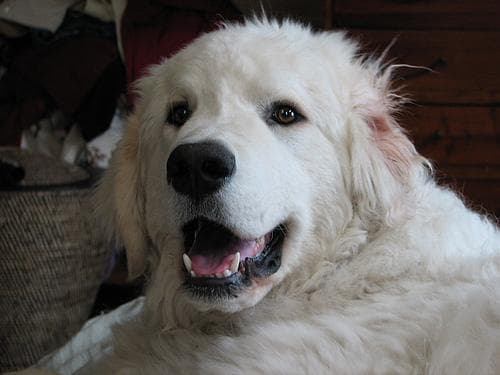 Kuvasz
