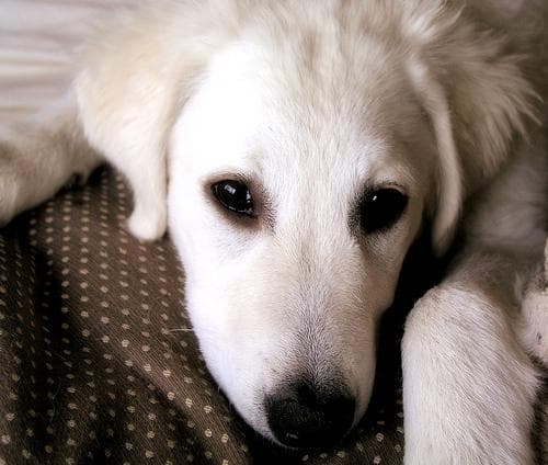 Kuvasz