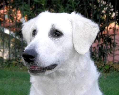 Kuvasz