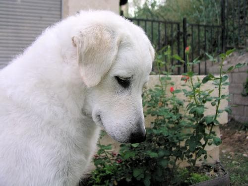 Kuvasz