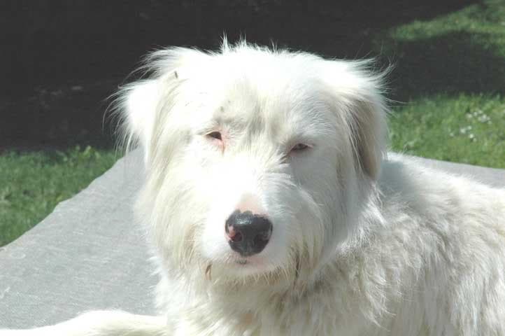 Kuvasz