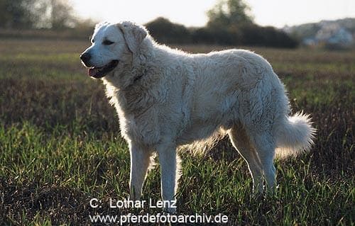 Kuvasz